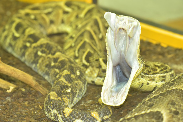 パフアダー アフリカ最恐の猛毒ヘビが駆使する毒以外の超意外な懐刀とは