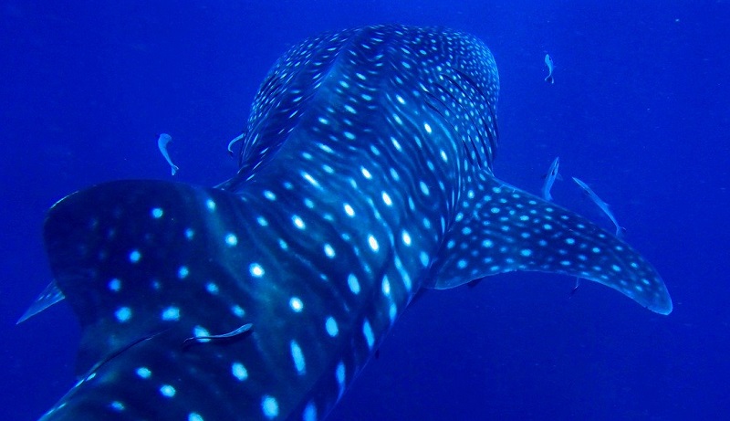 地球最大の魚類ジンベエザメの泳ぐ姿が壮大かつ威風すぎる