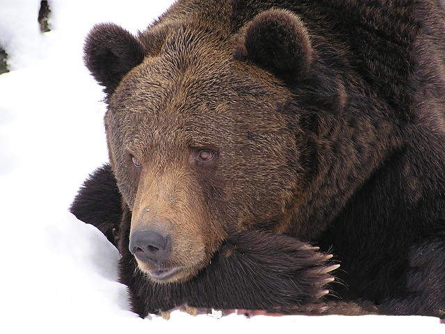 冬眠しない野生の熊もいる 熊は冬眠するからって安心しきってはいけない理由