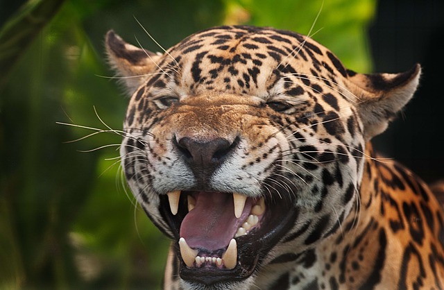 ジャガー その咬合力はネコ科最強 一撃で殺す者 の魅力を徹底紹介