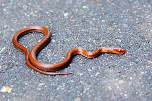 日本固有種 ジムグリっていうマイナーなヘビの面白すぎる生態と特徴とは