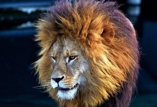 バーバリライオン 現生ネコ科動物最大の巨体を誇るライオンは絶滅していなかった