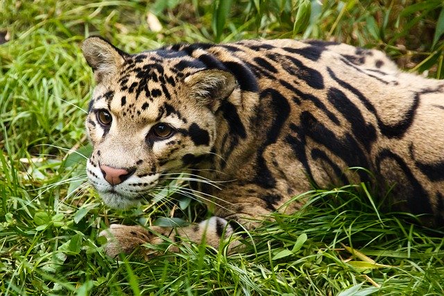 必見 アジア最後の楽園ボルネオに生息する希少な野生動物たち