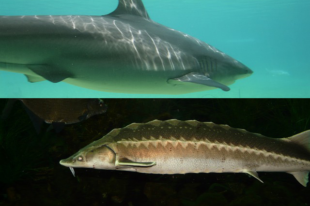 サメとチョウザメの違いとは その違いを大きく分ける２つのそれぞれの特徴
