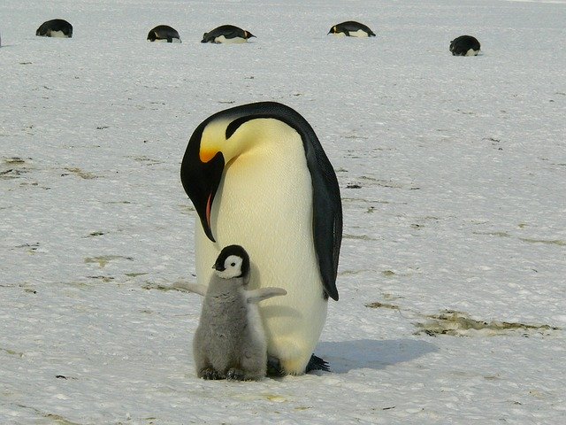 北極圏内にペンギンはいない 結構意外なペンギンのハナシ