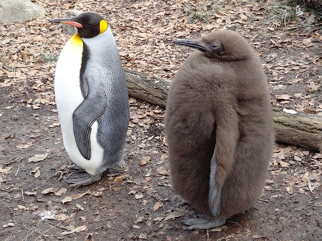 キングペンギンとコウテイペンギンの違いはココだ 意外にある両者の違いとは