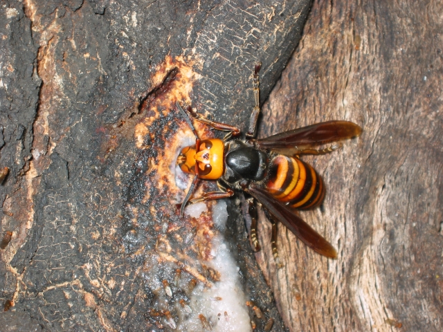 ハチの ワスプ Wasp ビー Bee の違いを超絶分かりやすくご説明
