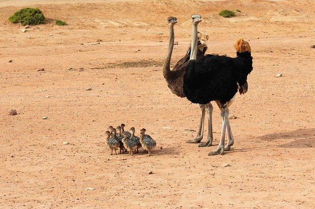 ダチョウの秘密 世界最大の体に隠された鳥類唯一の特徴とは