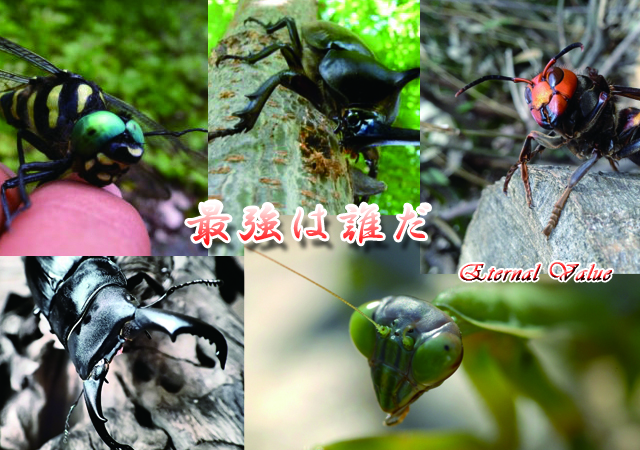 日本最強と名高い昆虫たち 超厳選５種