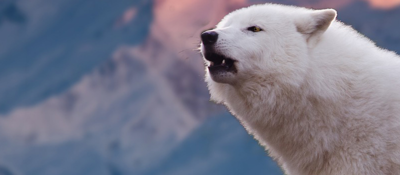 超絶鳥肌 純白のオオカミ ホッキョクオオカミの写真が美麗すぎる
