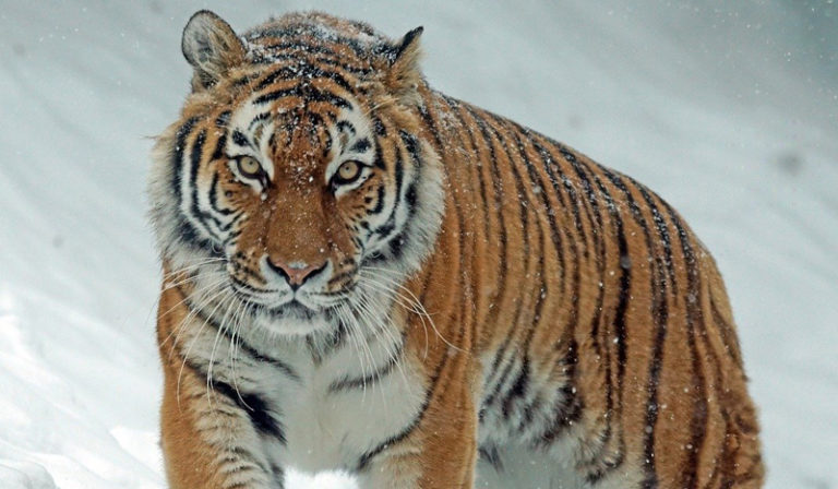 恒温動物は寒冷地にいるヤツほどデカい!ベルクマンの法則が面白すぎる 恒温動物は寒冷地にいるヤツほどデカい!ベルクマンの法則が面白すぎる
