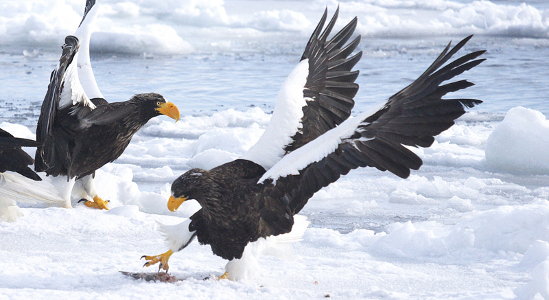 荘厳 オオワシ 北海道の空を舞う世界最大級の猛禽類