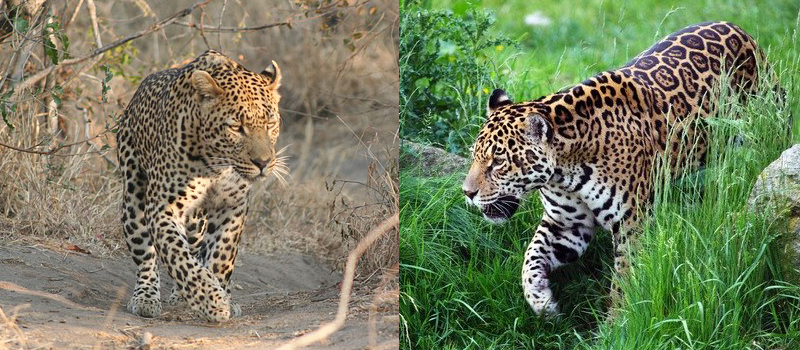 ヒョウとジャガーの違いはココだ 単体でも見分けるポイントもバッチリ解説
